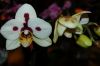 Dresden-Orchideen-Ausstellung-120331-DSC_0033.JPG