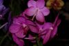 Dresden-Orchideen-Ausstellung-120331-DSC_0036.JPG