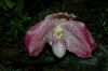 Dresden-Orchideen-Ausstellung-120331-DSC_0059.JPG