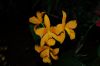Dresden-Orchideen-Ausstellung-120331-DSC_0066.JPG