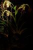 Dresden-Orchideen-Ausstellung-120331-DSC_0080.JPG