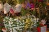 Dresden-Orchideen-Ausstellung-120331-DSC_0116.JPG