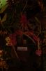 Dresden-Orchideen-Ausstellung-120331-DSC_0127.JPG