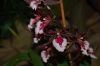Dresden-Orchideen-Ausstellung-120331-DSC_0205.JPG
