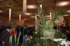 Dresden-Orchideen-Ausstellung-120331-DSC_0218.JPG