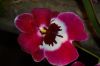 Dresden-Orchideen-Ausstellung-120331-DSC_0278.JPG