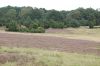 Niedersachsen-Lueneburger-Heide-110821-DSC_0078.JPG