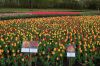 Niedersachsen-Winsen-Tulpenfest-2012-120424-DSC_0307.JPG