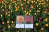 Niedersachsen-Winsen-Tulpenfest-2012-120424-DSC_0308.JPG