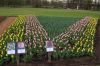 Niedersachsen-Winsen-Tulpenfest-2012-120424-DSC_0316.JPG