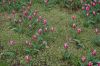 Niedersachsen-Winsen-Tulpenfest-2012-120424-DSC_0319.JPG