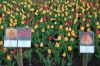 Niedersachsen-Winsen-Tulpenfest-2012-120424-DSC_0321.JPG