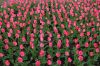 Niedersachsen-Winsen-Tulpenfest-2012-120424-DSC_0322.JPG