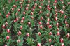 Niedersachsen-Winsen-Tulpenfest-2012-120424-DSC_0324.JPG