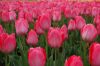 Niedersachsen-Winsen-Tulpenfest-2012-120424-DSC_0326.JPG