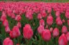 Niedersachsen-Winsen-Tulpenfest-2012-120424-DSC_0327.JPG