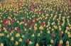 Niedersachsen-Winsen-Tulpenfest-2012-120424-DSC_0328.JPG