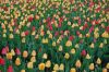 Niedersachsen-Winsen-Tulpenfest-2012-120424-DSC_0329.JPG