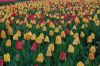 Niedersachsen-Winsen-Tulpenfest-2012-120424-DSC_0331.JPG