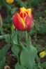 Niedersachsen-Winsen-Tulpenfest-2012-120424-DSC_0355.JPG