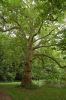 Schlosspark-Knauthain-Leipzig-120715-DSC_0025.JPG