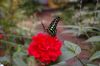 Schmetterlingspark-Alaris-Buchholz-110514-DSC_0693.JPG