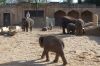 Zoo-Hannover-110409-DSC_0268.JPG