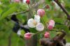 Niedersachsen-Altes-Land-Obstbaugebiet-2012-120501-DSC_0090.jpg