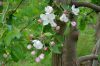 Niedersachsen-Altes-Land-Obstbaugebiet-2012-120501-DSC_0093.jpg