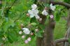 Niedersachsen-Altes-Land-Obstbaugebiet-2012-120501-DSC_0093.jpg