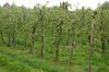 Niedersachsen-Altes-Land-Obstbaugebiet-2012-120501-DSC_0119.jpg