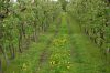 Niedersachsen-Altes-Land-Obstbaugebiet-2012-120501-DSC_0121.jpg