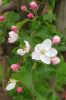 Niedersachsen-Altes-Land-Obstbaugebiet-2012-120501-DSC_0123.jpg