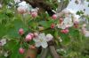 Niedersachsen-Altes-Land-Obstbaugebiet-2012-120501-DSC_0125.jpg