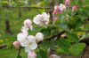 Niedersachsen-Altes-Land-Obstbaugebiet-2012-120501-DSC_0134.jpg