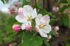 Niedersachsen-Altes-Land-Obstbaugebiet-2012-120501-DSC_0135.jpg