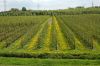 Niedersachsen-Altes-Land-Obstbaugebiet-2012-120501-DSC_0143.jpg