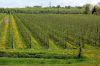 Niedersachsen-Altes-Land-Obstbaugebiet-2012-120501-DSC_0144.jpg