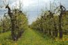 Niedersachsen-Altes-Land-Obstbaugebiet-2012-120501-DSC_0146.jpg