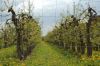 Niedersachsen-Altes-Land-Obstbaugebiet-2012-120501-DSC_0146.jpg