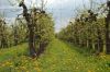 Niedersachsen-Altes-Land-Obstbaugebiet-2012-120501-DSC_0149.jpg