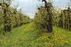 Niedersachsen-Altes-Land-Obstbaugebiet-2012-120501-DSC_0150.jpg