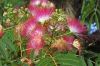 Botanischer-Garten-Leipzig-Sachsen-2013-130725-DSC_0360.jpg