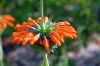 Botanischer-Garten-Leipzig-Sachsen-2013-130725-DSC_0407.jpg