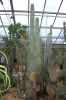 Botanischer-Garten-in-Dresden-2013-130813-DSC_0220.jpg