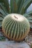 Botanischer-Garten-in-Dresden-2013-130813-DSC_0253.jpg