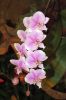 Ausstellung-Internationale-Orchideen-Welt-Bad-Salzuflen-NRW-2014-140302-DSC_0069.jpg
