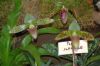 Ausstellung-Internationale-Orchideen-Welt-Bad-Salzuflen-NRW-2014-140302-DSC_0079.jpg