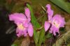 Ausstellung-Internationale-Orchideen-Welt-Bad-Salzuflen-NRW-2014-140302-DSC_0086.jpg