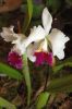 Ausstellung-Internationale-Orchideen-Welt-Bad-Salzuflen-NRW-2014-140302-DSC_0090.jpg